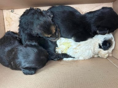 URGENT pour 4 bébés abandonnés mourants !