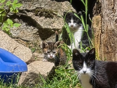 Un coup de patte pour les chats de Bordères-Louron 🐾