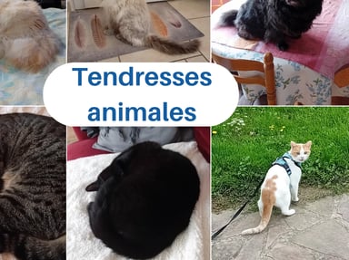 Formations garde pro d'animaux