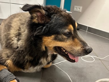Pour ma dodue ♥️ bien malade frais de veto trop élevé merci ♥️ à vous tous