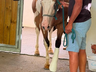 Pour Flicka