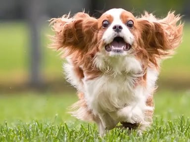 Participation à l’adoption du Cavalier King Charles