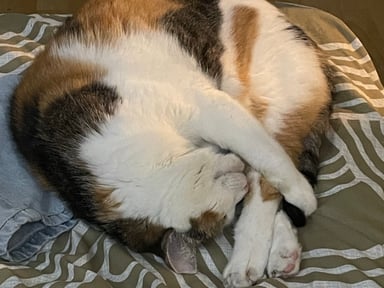 Hyperthyroïdie de Mimi