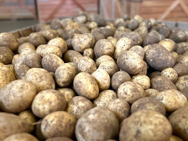 J'ai donné mes pommes de terre, aidez-moi à tenir