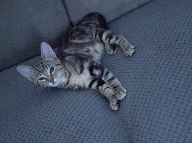 Aidez Kitkat
