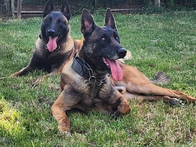 Les 2 malinois de mr kock Pierre
