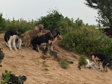 Support the Rescue Dogs of Our Stable