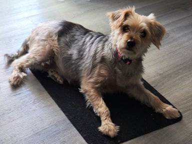 Pour soigner Lili : Aidez notre petite mamie Yorkshire diabétique 🐾