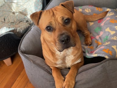 Récupérer ma chienne
