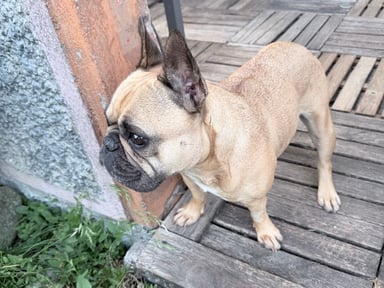 Aidons Shana à retrouver sa douceur de vivre . Merci