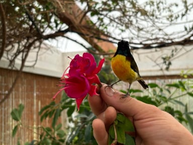 Soutenez mon combat pour la justice et le bien-être de nos oiseaux