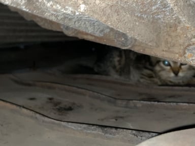 Chaton sauver pendant la Canicule