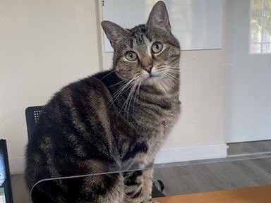 Un coup de pouce pour Nénette