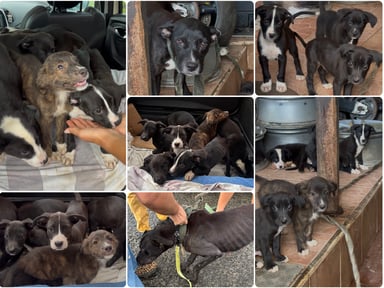 Une nouvelle vie pour Athéna et ses 7 chiots 🐾