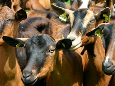 Sauvez mes chèvres ,COURREGES JÉRÔME, ferme en detresse,🐐