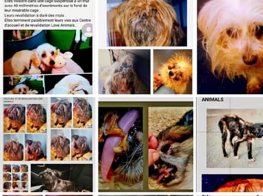 ASBL Love Animals a besoin d’aide