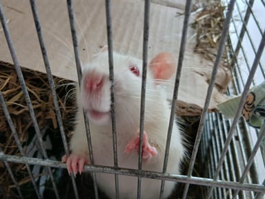 🐁une belle vie pour deux rats secourus🐀