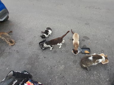 Chats du Canet
