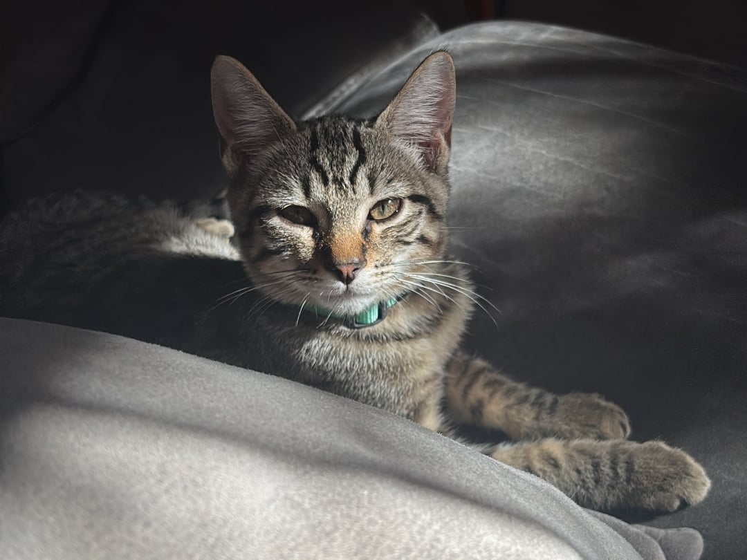 Cagnotte : Aidons notre petit chat à retrouver sa joie de vivre | Leetchi