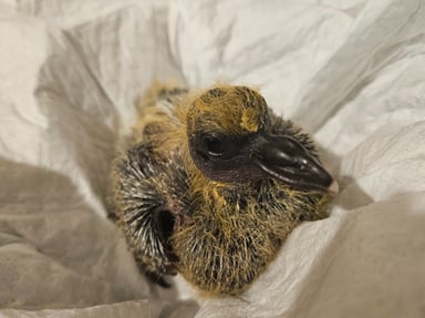 Un veto pour ptit poulet