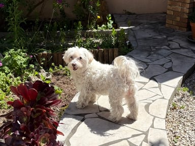 Aide pour les frais vétérinaires pour Missy
