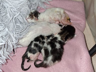 Aide pour 4 chatons nouveaux nés