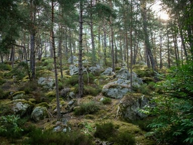 Cagnotte au profit de la faune sauvage de Fontainebleau
