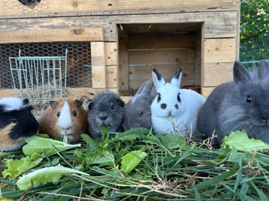 Cabanes animaux