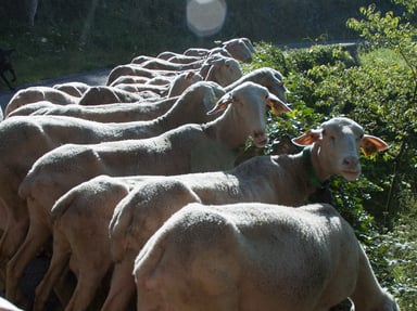 Aidons la bergerie du Savel à rebondir après l’ attaque des sangliers