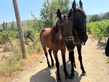 Aidez Pitchoune et Quad à retrouver une vie digne