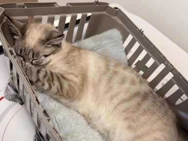 🐾 Aidons Tëha à se battre pour sa vie 🐾