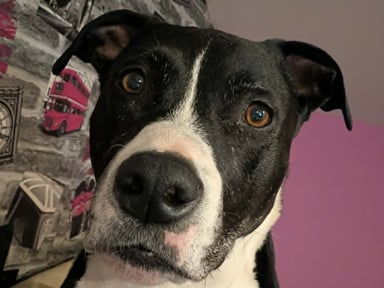 🐾 Aidez Echo à retrouver sa mobilité 🐾