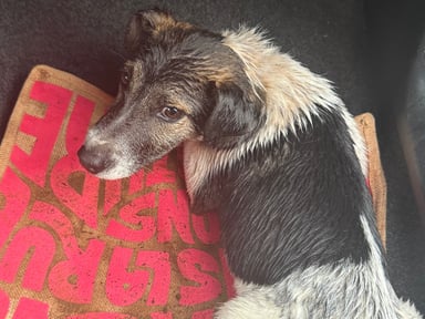 Urgence : aidons ce chiot à se faire opérer