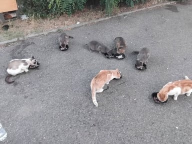 Bonsoir pour mes chats des rues merci
