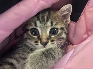 🐾 Aidez Kiara à bien commencer sa nouvelle vie.