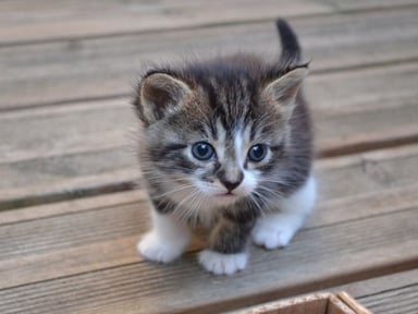 FELIX