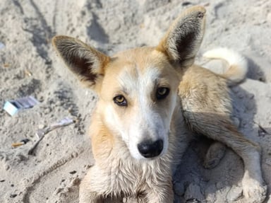 Soins médicaux pour chiens de Djerba