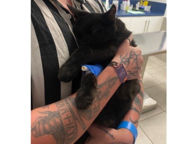 Appel à l’aide pour sauver mon petit chat