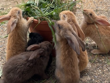 Une seconde chance pour les 7 Lapinous survivants