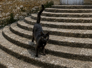 🐾 Sauvons Mounette et aidons les chats errants de Saint-Bonnet-du-Gard 🐾