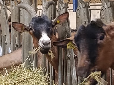 🐐 Une retraite plutôt que l'abattoir