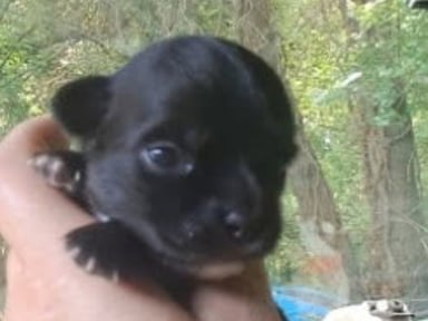 aidez moi a offrir une belle vie a un chiot