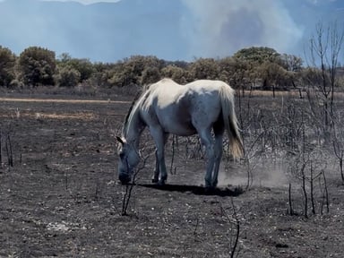 Reconstruction des parcs  et des abris pour les chevaux