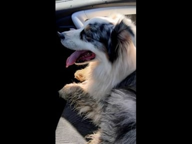 J'ai voulu aider un chien perdu, aujourd'hui j'ai besoin d'aide