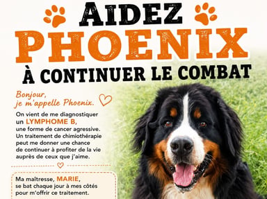 Aidez Phœnix à continuer le combat🐾