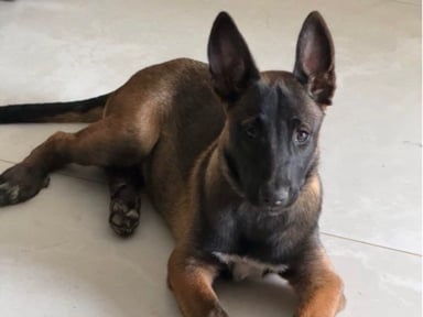Aidons ce bébé malinois à retrouver une vie heureuse 🐾❤️