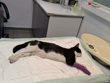 Un don pour kensuke s'il vous plaît ❤️
