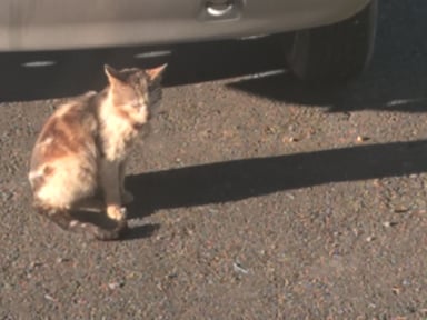 Solidarité Félins : Offrons un repas et des soins aux chats oubliés de nos rues