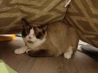 URGENT - Besoin de soins et d'alimentation pour Gumball