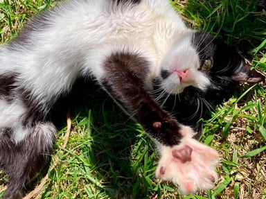Sauvons les yeux de Baly 🐱